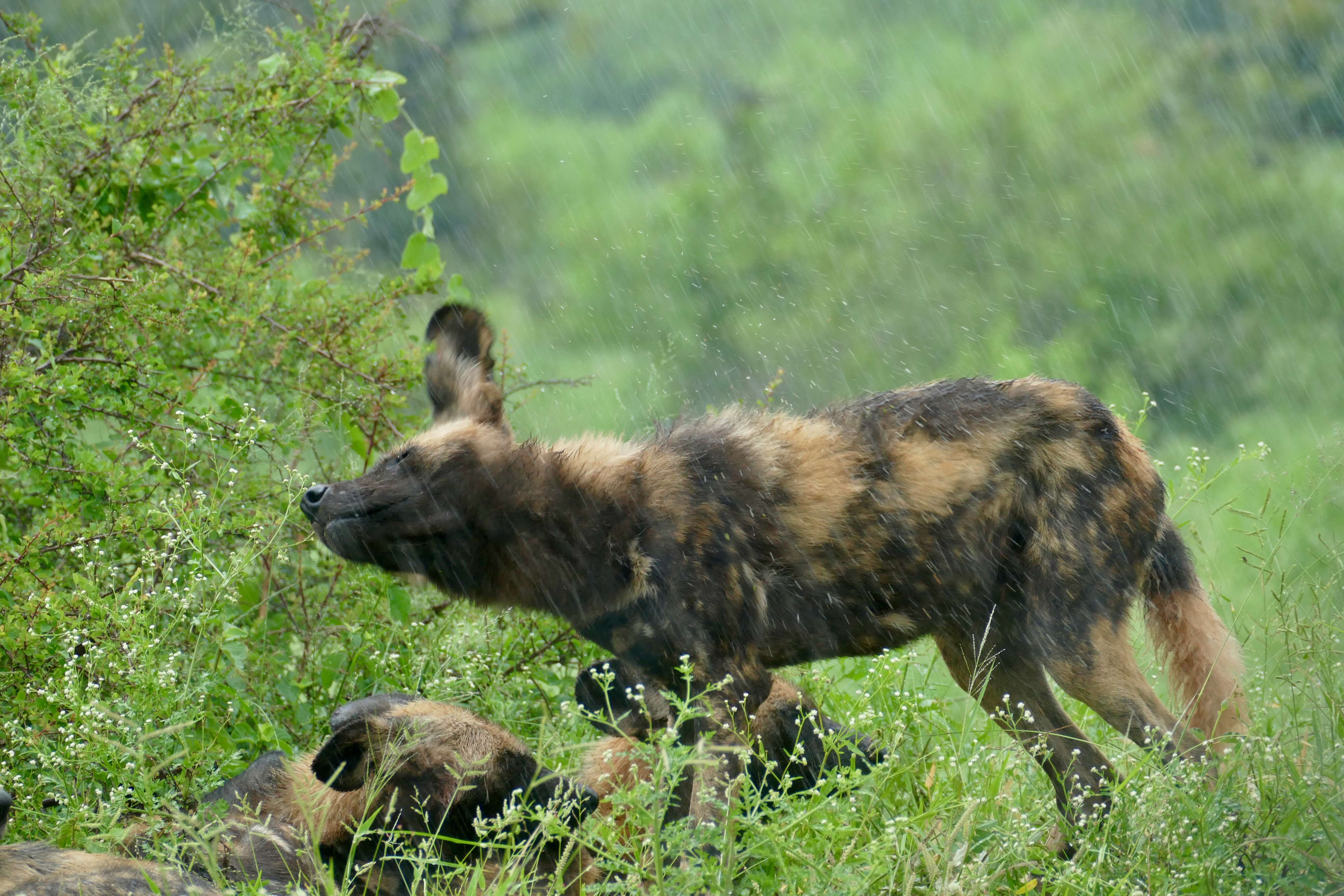 Image of African Hunting Dog