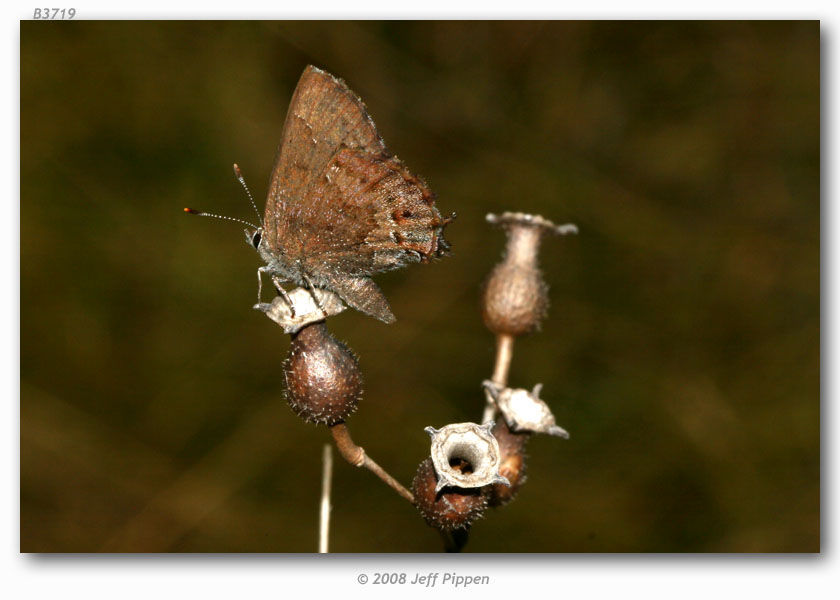 Image of Frosted Elfin