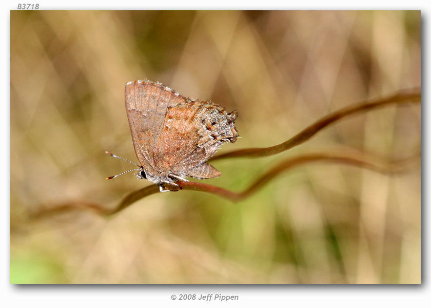 Image of Frosted Elfin