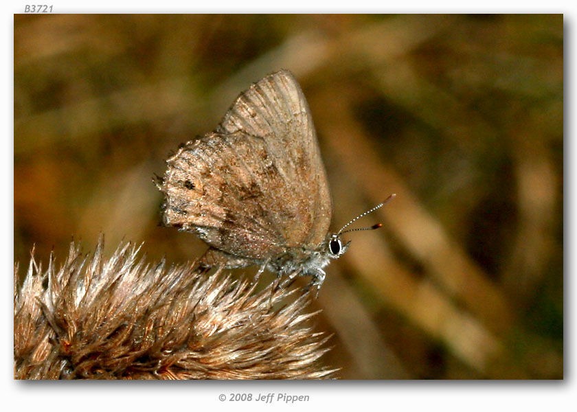 Image of Frosted Elfin