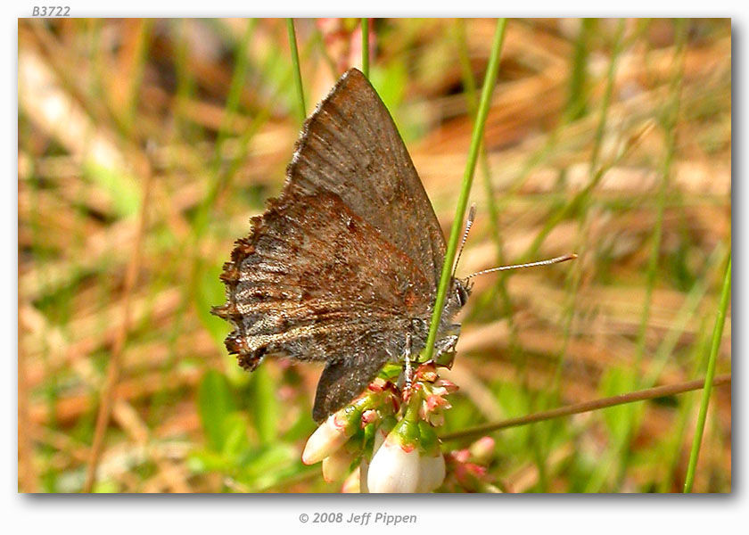 Image of Frosted Elfin