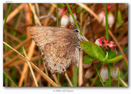 Image of Frosted Elfin