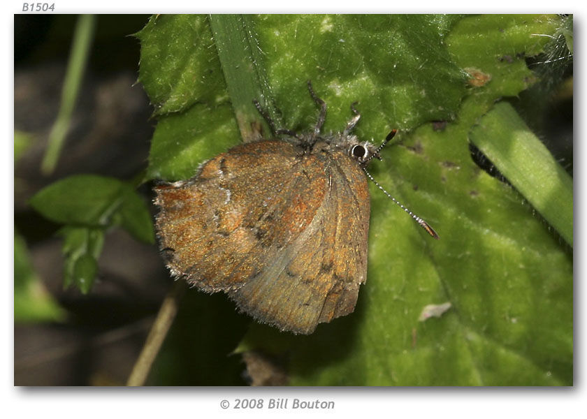 Plancia ëd <i>Callophrys mossii</i> Hy. Edwards