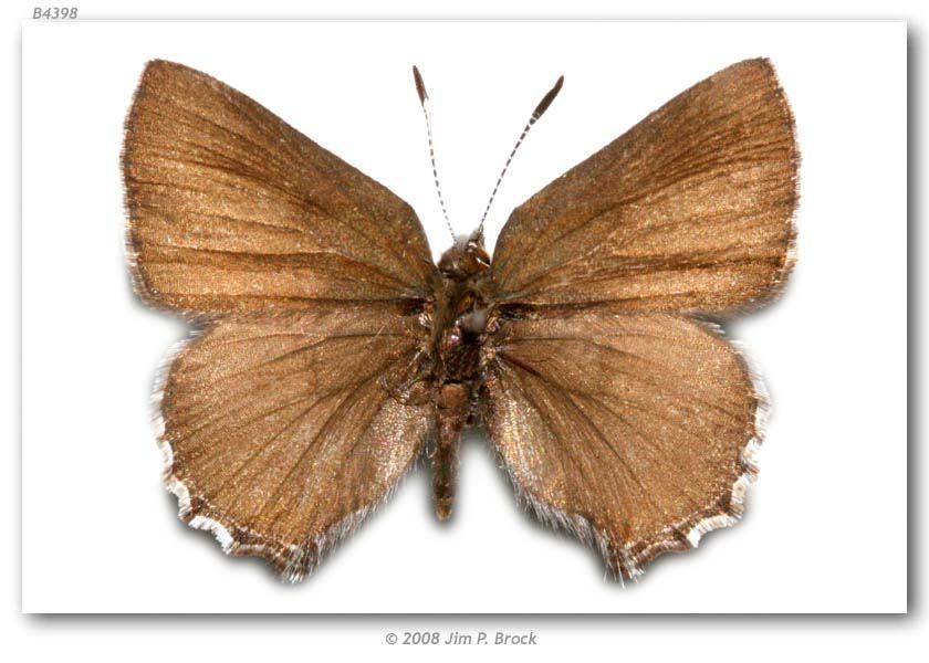 Plancia ëd <i>Callophrys mossii</i> Hy. Edwards