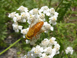 صورة Silvius alpinus (Scopoli 1763)