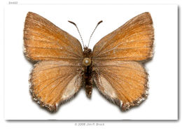 Plancia ëd <i>Callophrys mossii</i> Hy. Edwards