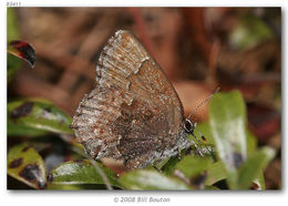 Plancia ëd Callophrys polios (Cook & Watson 1907)