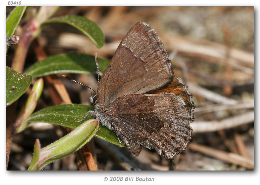 Plancia ëd Callophrys polios (Cook & Watson 1907)