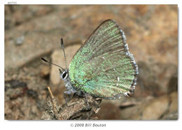 Plancia ëd Callophrys sheridanii (W. H. Edwards 1877)