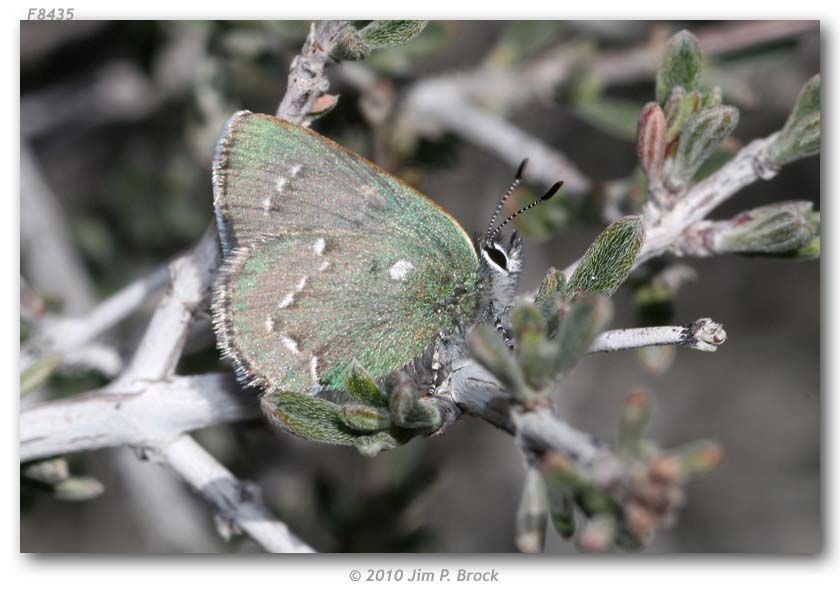 Plancia ëd Callophrys sheridanii (W. H. Edwards 1877)