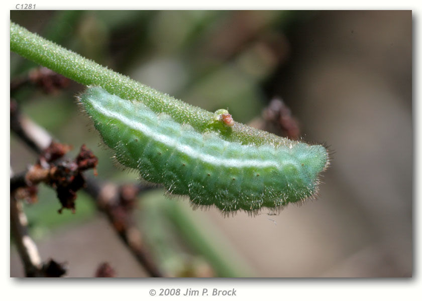 Plancia ëd Callophrys sheridanii (W. H. Edwards 1877)