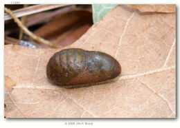 Image of Sheridan's Hairstreak