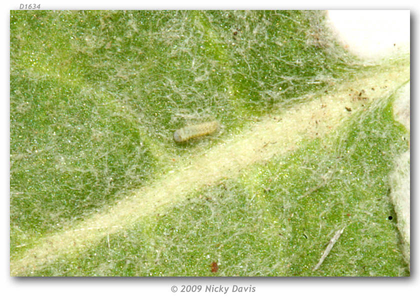 Image of Sheridan's Hairstreak