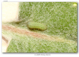 Image of Sheridan's Hairstreak