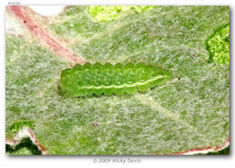 Image of Sheridan's Hairstreak