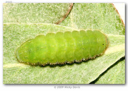 Image of Sheridan's Hairstreak