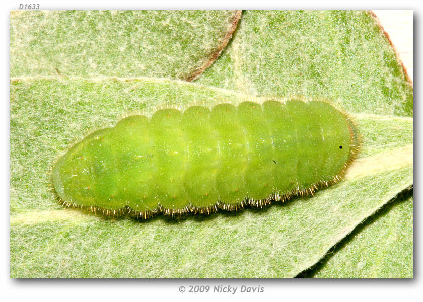 Image of Sheridan's Hairstreak