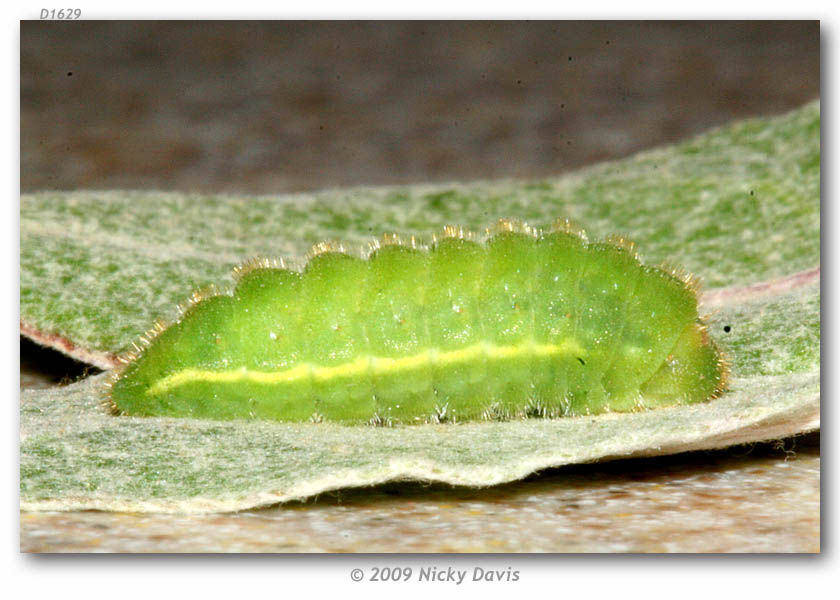 Image of Sheridan's Hairstreak