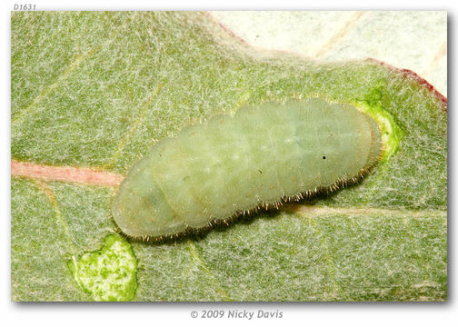 Image of Sheridan's Hairstreak