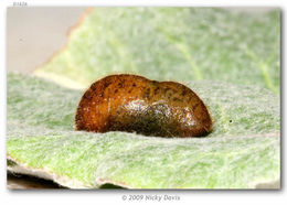 Image of Sheridan's Hairstreak