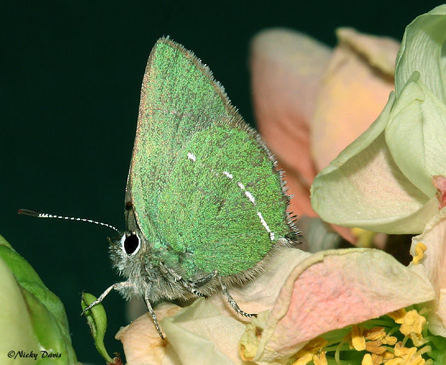 Image of Sheridan's Hairstreak