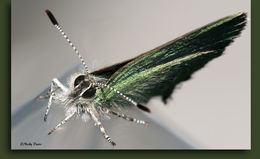 Image of Sheridan's Hairstreak