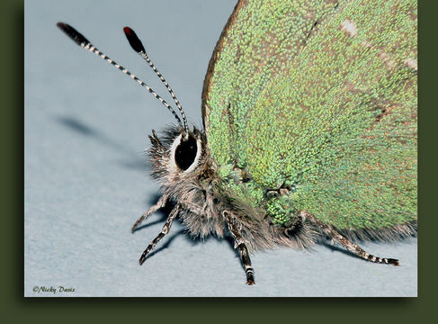 Image of Sheridan's Hairstreak