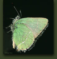 Image of Sheridan's Hairstreak