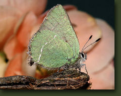 Image of Sheridan's Hairstreak