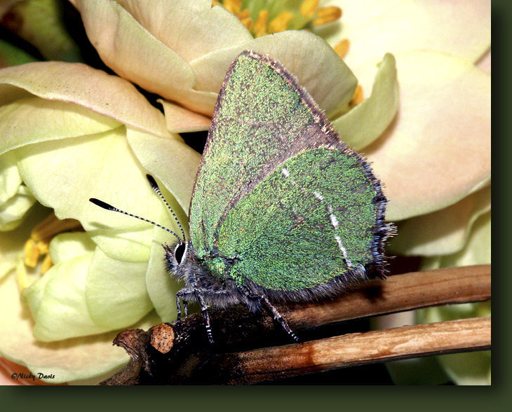 Image of Sheridan's Hairstreak