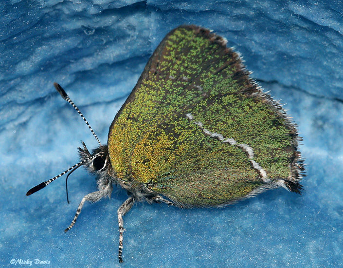 Image of Sheridan's Hairstreak