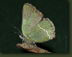 Image of Sheridan's Hairstreak