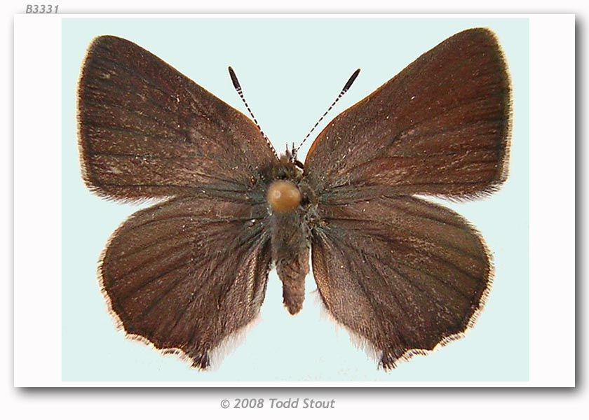 Image of Sheridan's Hairstreak