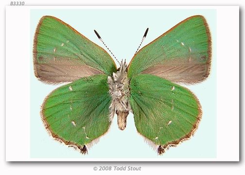 Image of Sheridan's Hairstreak