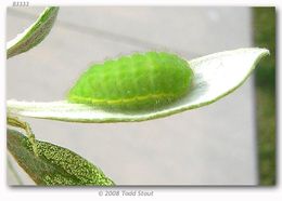 Image of Sheridan's Hairstreak