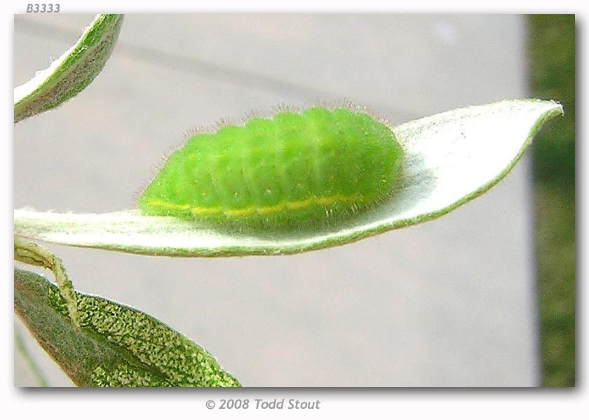 Image of Sheridan's Hairstreak