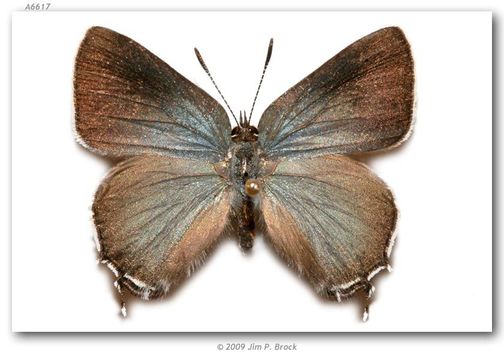 Image of <i>Mitoura spinetorum</i> Hewitson 1867