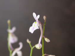 Image of Utricularia sandersonii Oliv.