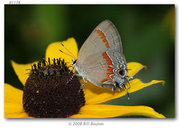 Image of Red-banded Hairstreak