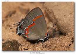 Image of Red-banded Hairstreak