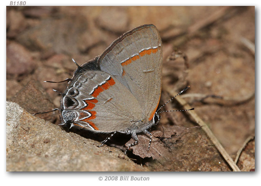 Image of Red-banded Hairstreak