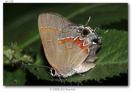 Image of Red-banded Hairstreak