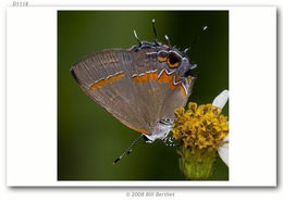 Image of Red-banded Hairstreak