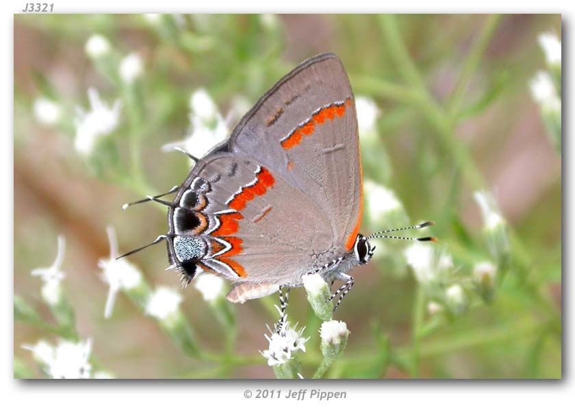 Image of Red-banded Hairstreak