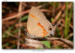 Image of Red-banded Hairstreak