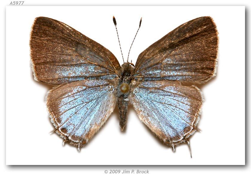 Image of Dusky-blue Groundstreak