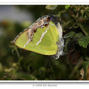 Image of Silver-Banded Hairstreak