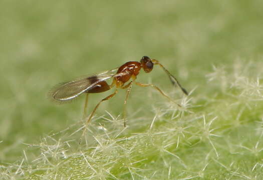 Image of fairyflies