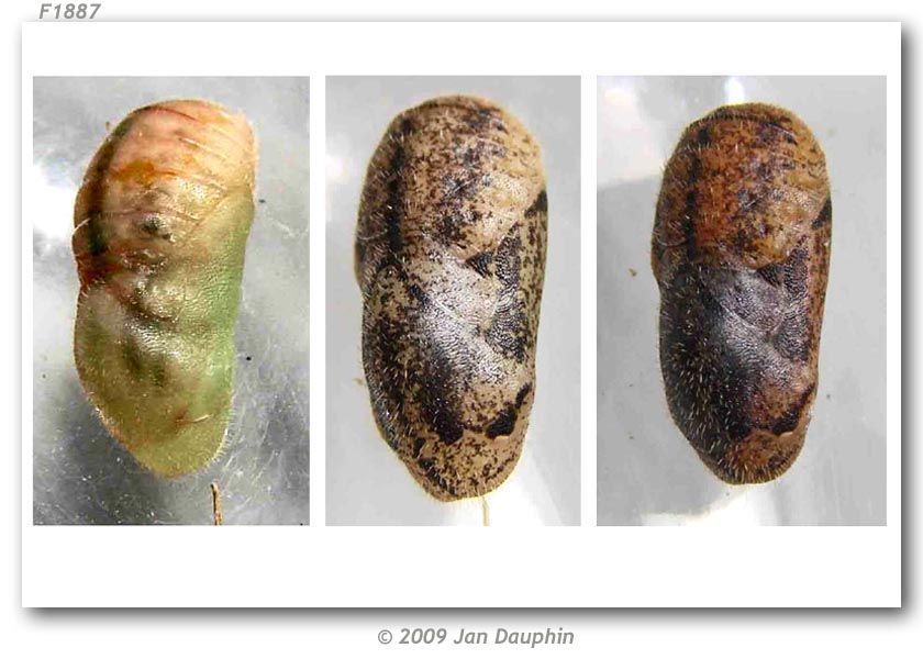 Image of Chlorostrymon