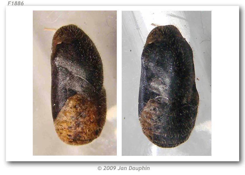 Слика од Chlorostrymon